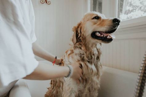 If your dog suffers from consistent itching, you may want to consider an anti-itch dog shampoo. Check out our guide to the best dog shampoo for itchy skin. Grooming Design, Pets Grooming, Best Dog Shampoo, Essential Oils Dogs, Paw Care, Grooming Business, Coton De Tulear, Oils For Dogs, Pet Shampoo