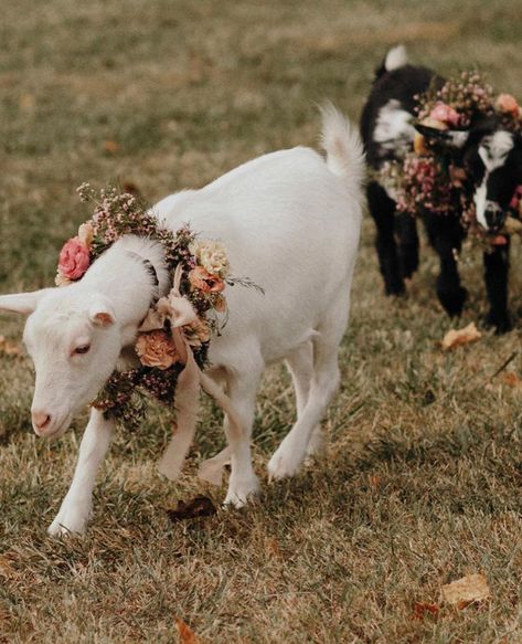 | PETALS & FIELDS | on Instagram: “Who says goats can’t be in a wedding? 🐐  When @sabina + @tylerrich  wanted floral wreaths for these little guys... I was so excited ✨…” Ayesha And Steph Curry, Festival Themed Wedding, Southern Bride, Floral Wreaths, Galia Lahav, Dance Photos, People Magazine, Wedding Celebration, Wedding Elopement