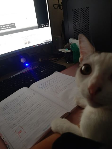 #Gato #Gatos #study Cats On Keyboards, Funny Cat Images, Studying Memes, English Projects, Cat Profile, Study Pictures, Types Of Cats, Animal Study, Photos For Profile Picture