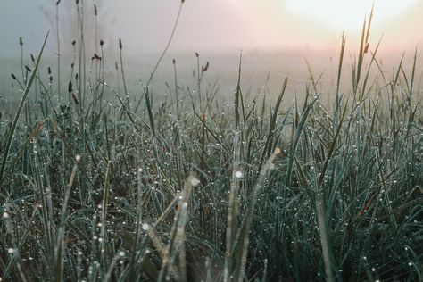 Morning Dew Aesthetic, Dew Aesthetic, Flawed Mangoes, Farm Village, Light Study, Name Pictures, Hobbit Hole, Summer Morning, Fourth Wing