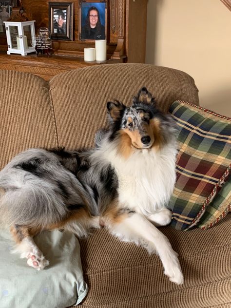 Merle Dogs, Merle Collie, Rough Collie Dog, Rough Collie Puppy, Blue Merle Collie, Border Collie Blue Healer, Rough Collie Service Dog, Blue Merle Rough Collie, Rough Collie Blue Merle