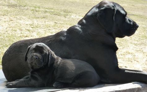 Mastador Dog, Animal Taxidermy, Ugly Dogs, Black Lab Puppies, English Mastiff, Happy Pictures, Black Labs, Lab Puppies, Family Dogs