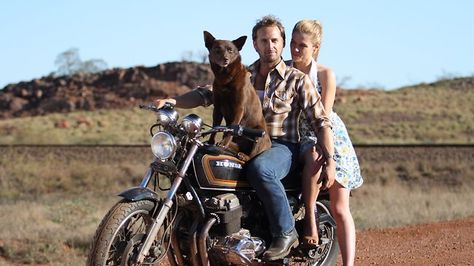 Love it Josh Lucas, Australian Kelpie, Dog Movies, Dog Rocks, Red Dog, Blue Heeler, Cattle Dog, Working Dogs, Television Show