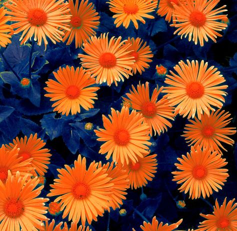 AZUL Y ANARANJADO....❤ Orange Wedding Flowers, Flowers Orange, Orange You Glad, Orange Aesthetic, Color Naranja, Orange And Yellow, Happy Colors, Shades Of Orange, Orange Flowers