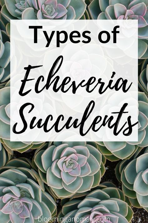 Echeveria Types, Perle Von Nurnberg, Echeveria Afterglow, Echeveria Care, Types Of Succulents Plants, Water Wise Plants, Flower Pots Outdoor, Growing Succulents, Desert Garden