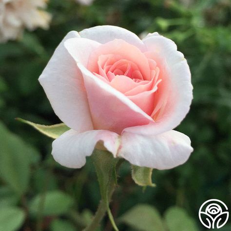 Old Roses, Pink Fragrance, Rose Flower Photos, Miniature Rose, Heirloom Roses, Rose Flower Wallpaper, Types Of Roses, Pink Rose Flower, Beautiful Rose Flowers