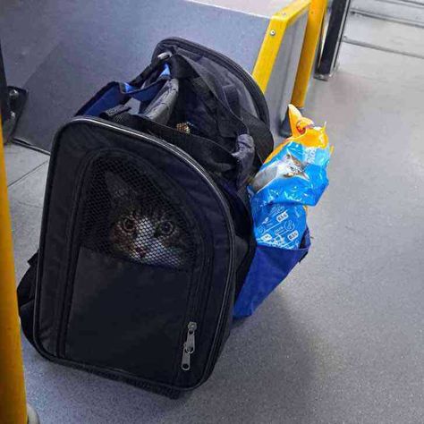 Un chat abandonné dans le bus a été adopté par le conducteur qui l'a trouvé : "Une âme avec un bon coeur" Animal Home, Good Employee, Good Heart, An Animal, Public Transport, Feline, Of Love, Adoption