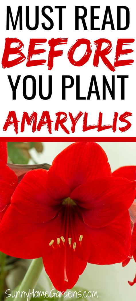 Amaryllis Arrangement, Amaryllis Care, Amaryllis Christmas, Amaryllis Plant, Amaryllis Flower, Flower Bulb, Amaryllis Flowers, Amaryllis Bulbs, Meteor Garden 2018