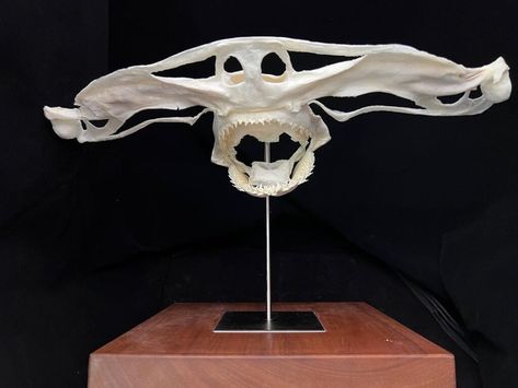 Hammerhead Shark Skeleton, Shark Skull, Shark Skeleton, Great White Shark Teeth, Thresher Shark, Shark Jaws, Mako Shark, Bull Shark, Tiger Shark