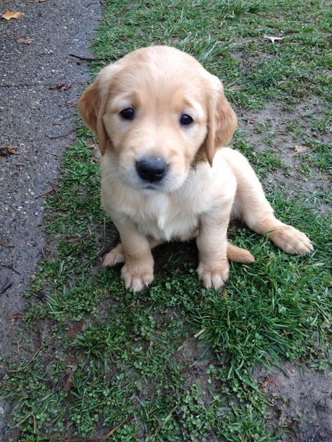 puppy Anjing Golden Retriever, Do Cute, Warm Fuzzies, Golden Retriever Puppy, Senior Photography, Four Legged, Animal Kingdom, Golden Retriever, Labrador Retriever