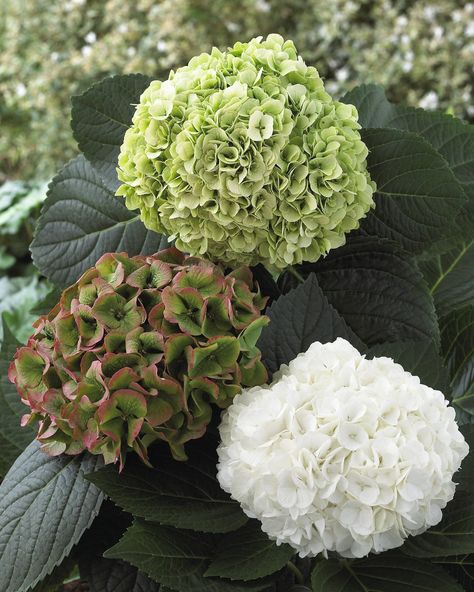 Hydrangea Magical Pearl is a winner!. Modern Country Style: The Top Ten Best Green Hydrangeas For A Modern Country Garden Click through for details. Modern Country Garden, Little Lime Hydrangea, Garden Paradise, Limelight Hydrangea, Hydrangea Colors, Modern Country Style, Hydrangea Bouquet, Hydrangea Paniculata, Hydrangea Macrophylla