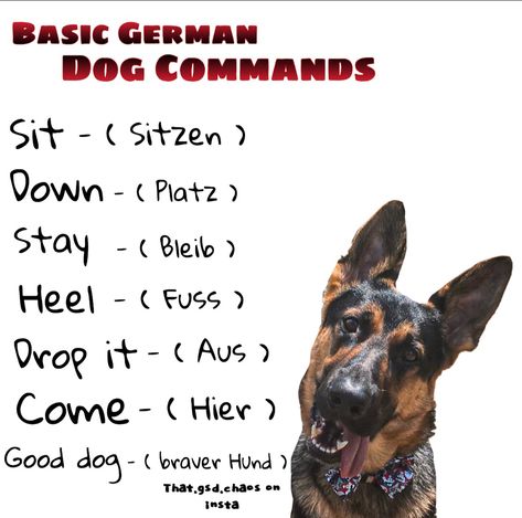 Dutch Dog Commands, German Commands For Dogs, German Shepherd Puppy Essentials, Service Dog Training Checklist, German Shepard Training, Training German Shepherd Puppies, German Dog Commands, German Shepherd Service Dog, Red German Shepherd