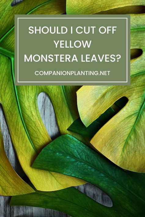 Monstera Yellow Leaves, Monstera Leaves Turning Yellow, Monstera Plant Care, Cheese Plant, Monstera Plant, Plant Health, Yellow Leaves, Growing Indoors, House Plants Indoor