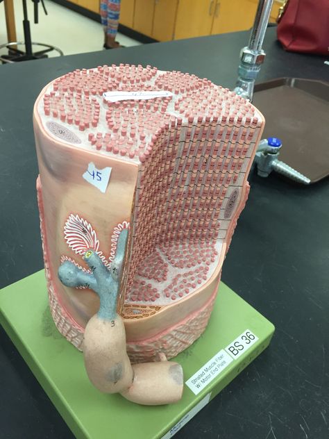 Muscle cell #45 Sarcolemma (cell membrane), #46 Endomysium, #47 (on top) Myofibril Muscular System Model, Muscle Cell, Muscular System Anatomy, Cell Project, Clinical Chemistry, Cells Project, Cell Model, Muscular System, Skeletal Muscle