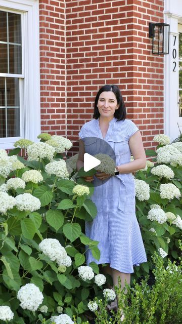 Stefana Silber on Instagram: "Incrediball hydrangeas are a version of the famous Annabelle hydrangeas but they have much stronger stems that withstand stem flop. I prune them all the way to the ground in the fall and they come back bigger and fuller each spring. 
✨Comment HYD302 and I’ll send you the link to my blog post with more details.

Hydrangeas 
Gardening 
Garden planning
Landscaping
Spring flowers" Incrediball Hydrangea Landscaping, Incrediball Hydrangea, Hydrangea Arborescens Annabelle, Annabelle Hydrangea, Hydrangea Landscaping, Hydrangea Arborescens, Hydrangea Garden, Backyard Fun, House Front