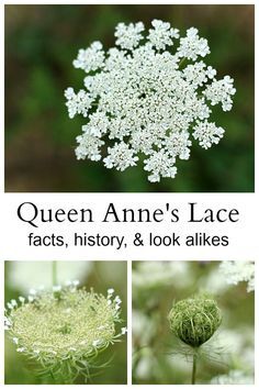 Look Alikes, Queen Anne's Lace Flowers, Flowers Wild, Queen Anne's Lace, Flower Gardening, Wild Edibles, Wildflower Garden, Queen Annes Lace, Flower Landscape