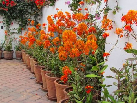 Epidendrum ibaguense / Orange Reed Stem Orchid Ground Orchids Landscaping, Epidendrum Orchids, Ground Orchids, Orchid Varieties, Orange Orchid, Orchid Garden, Landscape Plants, Yard Landscape, Australian Plants