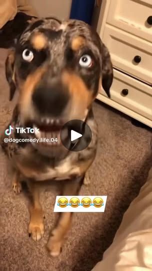 Talking Dogs Funny Video, Dog Voice Over Videos, Talking Dog Video, Funny Talking Dog, Funny Talking Dog Videos, Funny Talking, Talking Dog, Dog Clip, Dog Videos