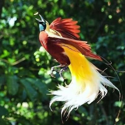 Greater Bird-of-Paradise Paradisaea apoda Greater Bird Of Paradise, Common Birds, Most Beautiful Birds, Bird Of Paradise, All Birds, Exotic Birds, Colorful Birds, Birds Of Paradise, Bird Species