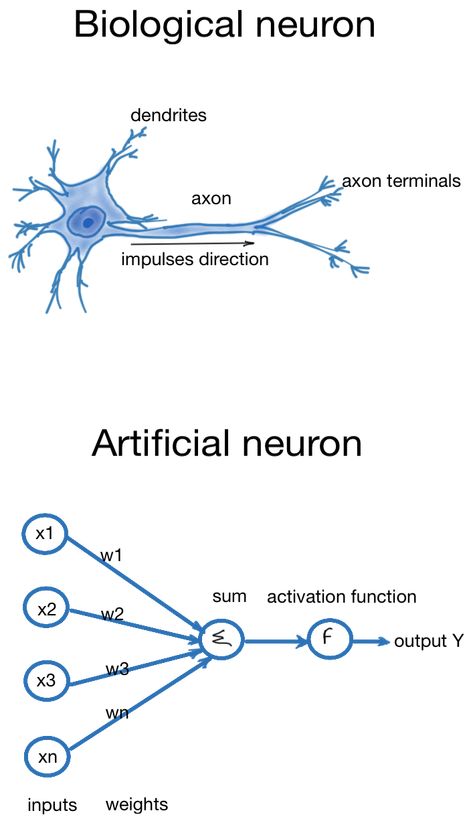 Biological and Artificial Neurons Deep Learning Algorithm, Neural Engineering, Computational Neuroscience, Programming Notes, Brain Anatomy And Function, Work Physics, Brain Neurons, Machine Learning Deep Learning, Learn Physics