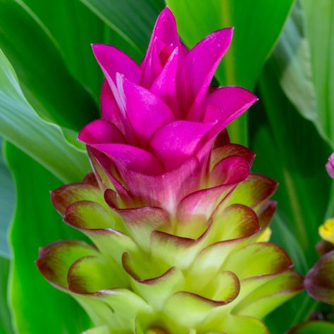 Ginger Plant Flower, Curcuma Plant, Growing Ginger Indoors, Ginger Rhizome, Ginger Roots, Growing Ginger, Ginger Plant, Pink Ginger, Ginger Flower