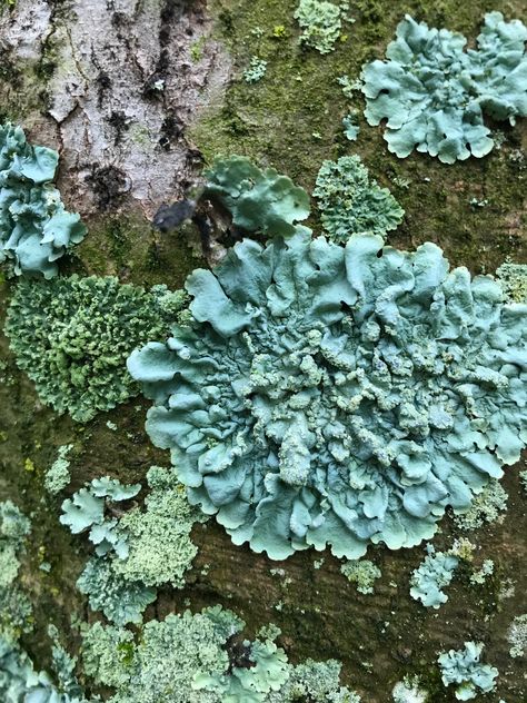 Lichen Aesthetic, Moss And Lichen, Moss And Lichen Embroidery, Lichen Photography, Moss Close Up Photography, Lichen Moss, Growth And Decay, A Level Textiles, Bio Art