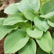 Hosta Jurassic Park, Hosta Spanish Bluebells, Plantain Lily, Glory Of The Snow, Late Summer Flowers, Hosta Varieties, American Meadows, Summer Flowering Bulbs, Inspiration Nature, Spring Plants