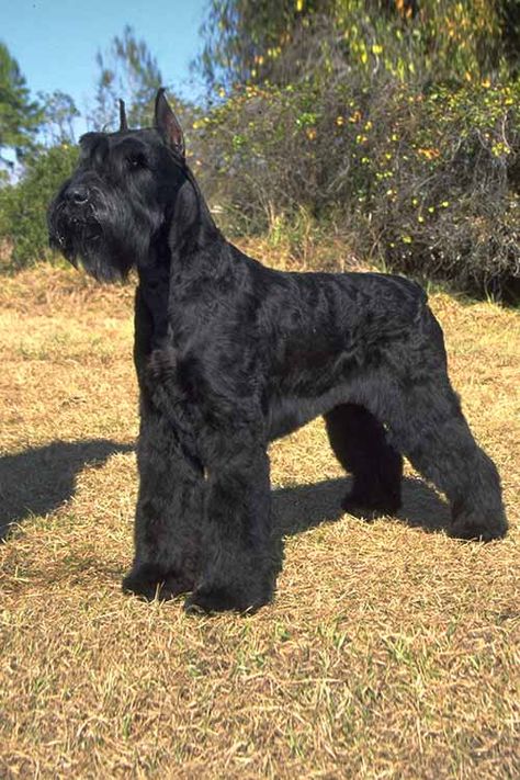 Schnauzer Gigante, Ras Anjing, Schnauzer Breed, Black Schnauzer, Schnauzer Grooming, Schnauzer Mix, Protective Dogs, Akc Breeds, Dog Muzzle