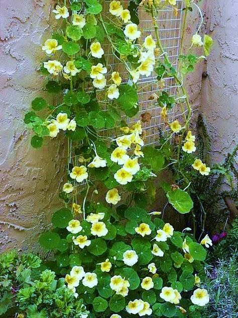 Edible FLOWERS !!Climbing Nasturtiums Climbing Flowers, Alpine Garden, Shade Garden Plants, Hummingbird Flowers, Bee Garden, Garden Landscape Design, Climbing Plants, Bright Flowers, Edible Garden