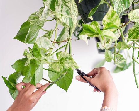 Guide to Pruning & Shaping Your Plants — STUMP | Curated Plants + Sustainably Crafted Wares Long Pothos, Pruning Plants, Plant Pests, Zz Plant, Fiddle Leaf Fig Tree, Indoor Trees, Plant Hacks, Tree Pruning, Indoor Plant Care