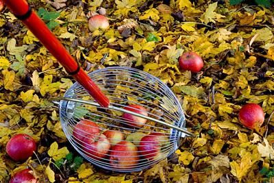 home - How to pick up fallen apples quickly? - Lifehacks Stack Exchange Apple Picker, Apple Butter Crock Pot, Farm And Garden, Edible Gardening, Apple Butter Recipe, Cottage Crafts, Lee Valley, Farm Garden, Sustainable Agriculture