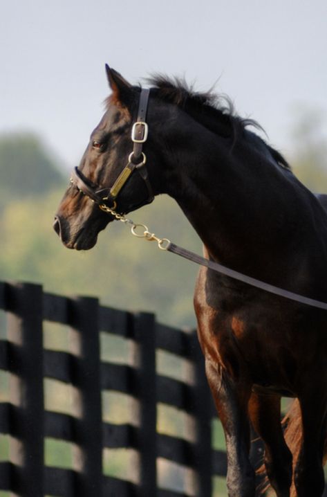 Bay Thoroughbred, Thoroughbred Stallion, Western Pleasure Horses, Aggressive Behavior, Barrel Racing Saddles, Thoroughbred Racehorse, Horse Show Clothes, Clydesdale Horses, Barrel Racing Horses