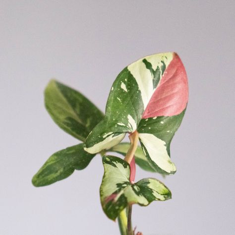 Pink, green and white leaves of Syngonium Red Spot Tricolor Fast Growing Climbers, Syngonium Podophyllum, Silver Plant, Arrowhead Plant, Philodendron Monstera, Inside Plants, White Leaves, Pink Plant, Variegated Plants