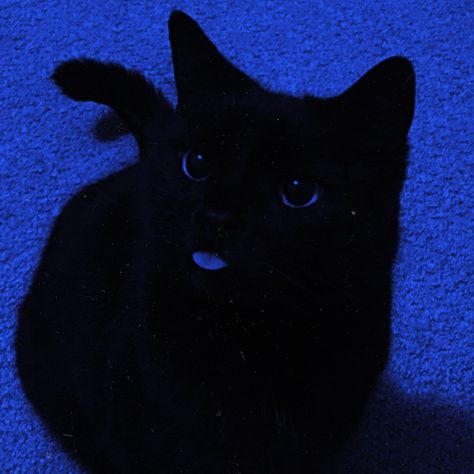 black cat aesthetic dark blue widgets icons Black Cat Blue Background, Midnight Asthetic Picture, Happy Blue Aesthetic, Hot Blue Aesthetic, Blue Cat Pfp, Dark Blue Aesthetic Widget, Cat Blue Aesthetic, Dark Blue Characters, Dark Blue And Yellow Aesthetic