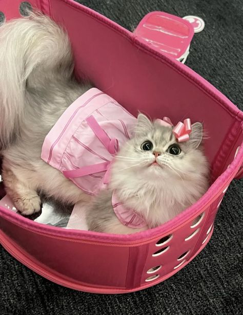 kimi on Twitter: "https://t.co/IAWrOHfavA" / Twitter Barbie Cat, Cute Barbie, Cute Pins, Cats Meow, Baby Dogs, Pink Ribbon, Kittens Cutest, A Cat