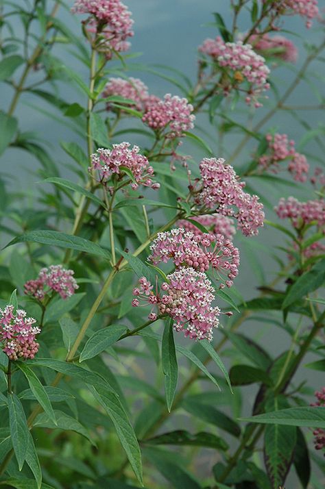 Click to view full-size photo of Swamp Milkweed (Asclepias incarnata) at English Gardens Asclepias Incarnata, Milkweed Plant, Swamp Milkweed, Pollinator Garden, Garden Guide, Native Garden, Plant Cuttings, Fragrant Flowers, Planting Bulbs