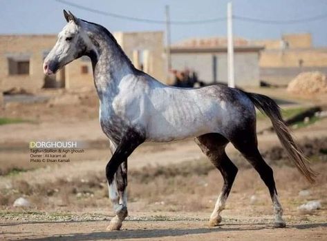 Hooves Reference, Akhal-teke, Ahal Teke, Akhal Teke Horses, Horse Anatomy, Horse Colors, Horse Inspiration, Akhal Teke, Animal Study