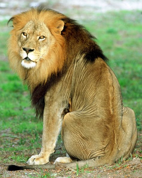 Cats With People, Big Cats Videos, Lion Pics, Tiger Species, Big Cat Tattoo, Big Cats Drawing, Big Cats Photography, Lion Family, Wild Lion