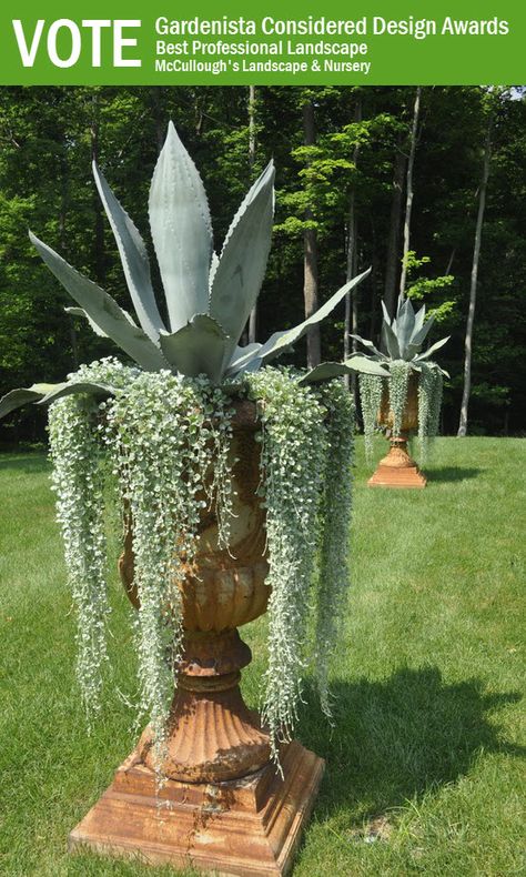 Garden Containers, Cactus Garden, Succulents Garden, Container Plants, Dream Garden, Hanging Plants, Yard Landscaping, Design Floral, Front Yard Landscaping