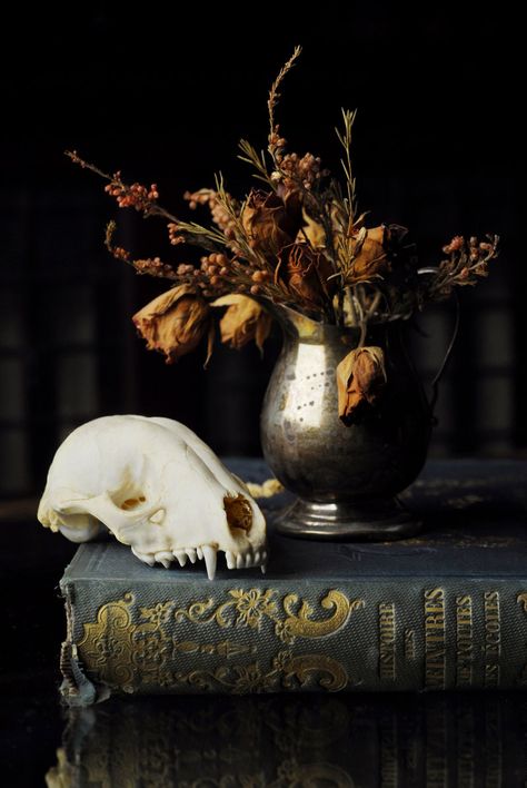 Still Life by HannahCombs Victorian Aesthetic, Dipper Pines, Still Life Photos, Interior Painting, Gothic Aesthetic, Witch Aesthetic, A Skull, Still Life Art, Animal Skulls