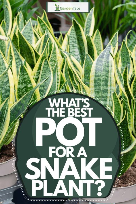 Snake Plant Decor, Snake Plant Indoor, Snake Plant Varieties, Best Bathroom Plants, Snake Plant Care, Sansevieria Plant, Household Plants, Snake Plants, Plant Care Houseplant