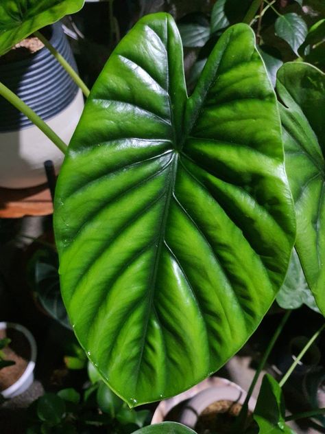 Alocasia Green Shield, Alocasia Bisma, Lilium Flower, Green Shield, Alocasia Plant, Plant Goals, Philodendron Plant, Weird Plants, Garden Mini