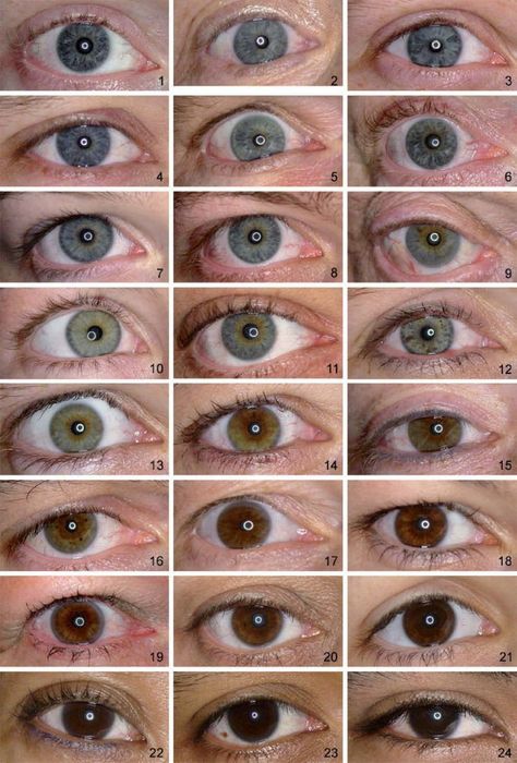 Different Eyes Shapes, Eye Color Reference, Different Shapes Of Eyes, Types Of Eye Colors, Types Of Eyes Shapes, Eyes Type, Different Eye Colors, All Eye Colors, Different Eye Shapes