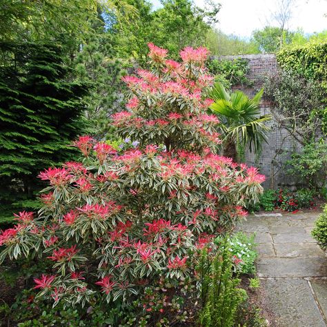 Pieris Japonica 'Red Head' growing in a courtyard garden Evergreen Shrubs For Shade, Dracaena Massangeana, Shrubs For Shade, Flowering Shade Plants, Evergreens For Shade, Shade Loving Shrubs, Pieris Japonica, Dracaena Marginata, Evergreen Bush