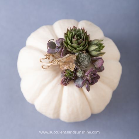 The purple succulent on this pumpkin is gorgeous! Succulent Projects, Decorate Pumpkins, Succulent Rock Garden, Pumpkin Tutorial, Succulent Pumpkin, Cactus Care, Purple Succulents, Succulent Cuttings, Succulent Centerpieces