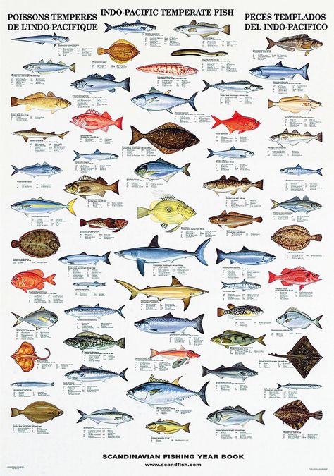 The Info-Pacific Fish Poster is a large and decorative poster that illustrates 61 of the most common cold water fish of the Indo-Pacific. Each fish is depicted with many details and the average size and weight of each species is indicated. The fish’s name is written in several languages, including English, French, German, Spanish, and more*. The very beautiful and detailed illustrations are drawn in vivid colors by the Danish artist Erik Leenders. The size of the poster is 70 x 100 cm. Fish Chart, Fish Poster, Salt Water Fishing, Salt Water Fish, Fishing Pictures, Marine Fish, Types Of Fish, Nature Posters, Silly Animals