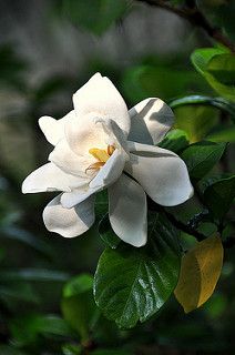 Magnetic Island, Gardenia Flower, Luxury Garden, Airbrush Art, Vegetable Garden Design, Magnolia Flower, Arte Floral, White Flower, Amazing Flowers