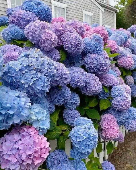 Hydrangea Landscaping, Peonies And Hydrangeas, Hydrangea Garden, Nothing But Flowers, Flower Therapy, October 1, Hydrangea Flower, Dream Garden, Love Flowers