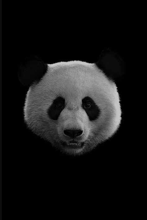 Photo Panda Art, Cute Panda Wallpaper, Principles Of Art, Black Animals, Black And White Pictures, Animal Wallpaper, Cute Panda, Definition Prints, Panda Bear