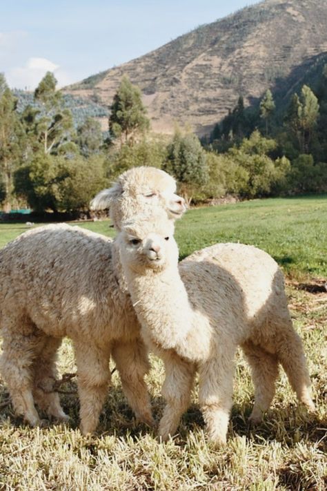 Les alpagas sont super affectueux 😍 Procurez-vous une petite peluche alpaga pour être au plus près d'eux 🦙❤️ Amy Daws, Alpaca Farm, Vision Board Images, Spirit Animals, Spirit Animal, Llama, Alpaca, Vision Board, Animals